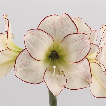 Hippeastrum Picasso
