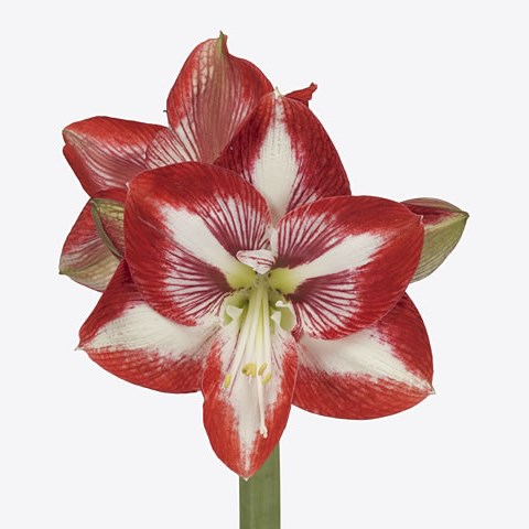 Hippeastrum Pierrot