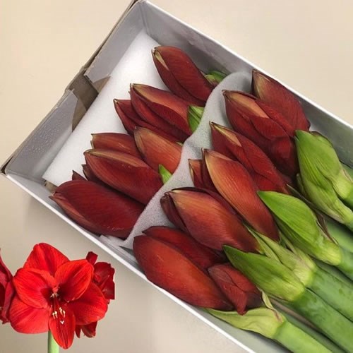 Hippeastrum Primitivo