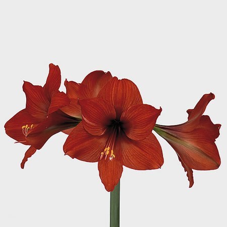 Hippeastrum Pygmee (Miniature)