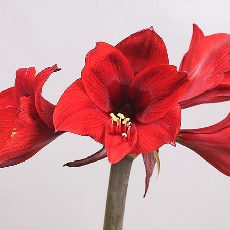 Hippeastrum Rapido