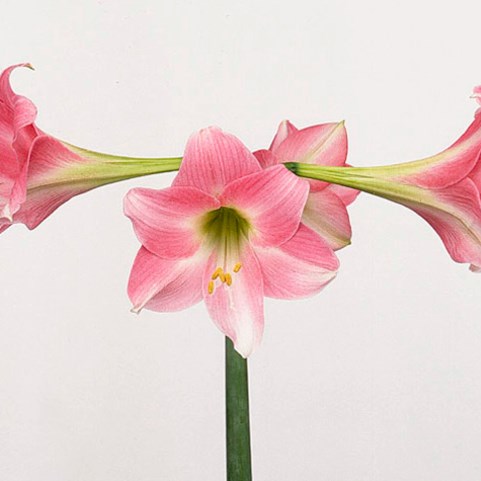 Hippeastrum Rebecca