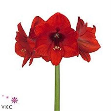 HIPPEASTRUM RED LION