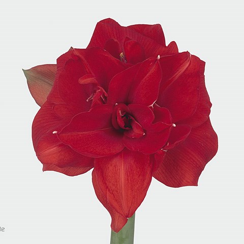 Hippeastrum Red Nymph