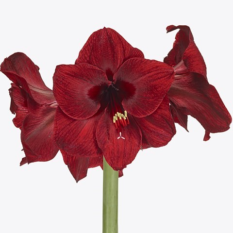 Hippeastrum Red Reality