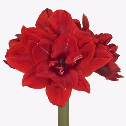 Hippeastrum Red Torro