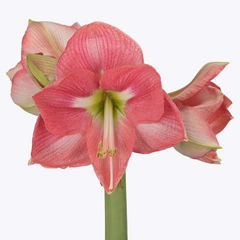 Hippeastrum Reve