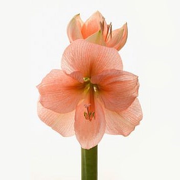 AMARYLLIS RILONA