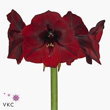HIPPEASTRUM ROYAL VELVET
