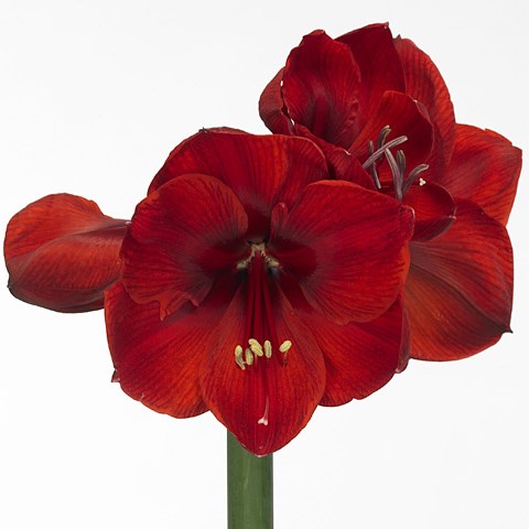 Hippeastrum Sangria