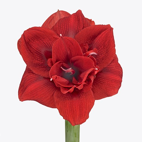 Hippeastrum Scarlet Nymph