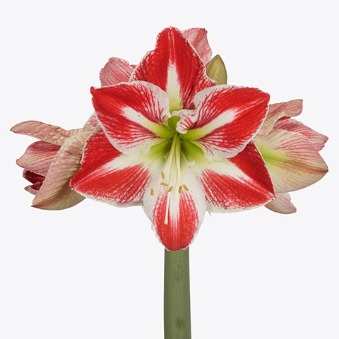 Hippeastrum Spartacus