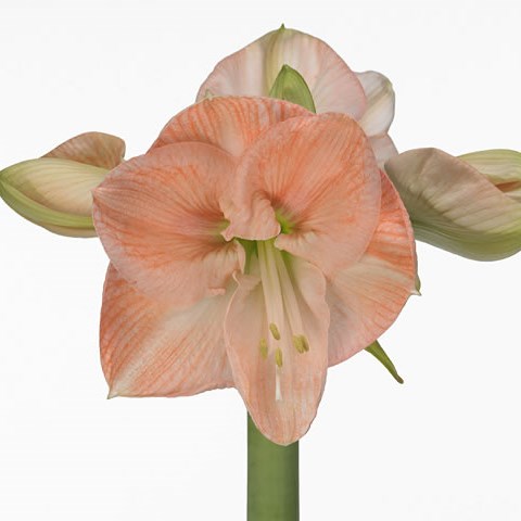 Hippeastrum St Rose
