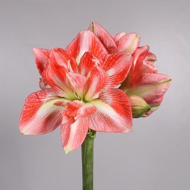 Hippeastrum Sunny Nymph