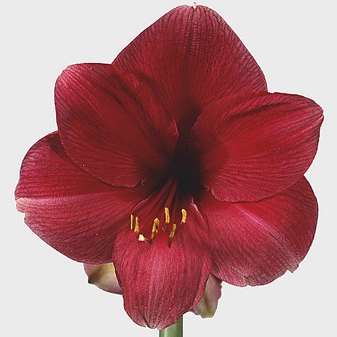 Hippeastrum Telstar