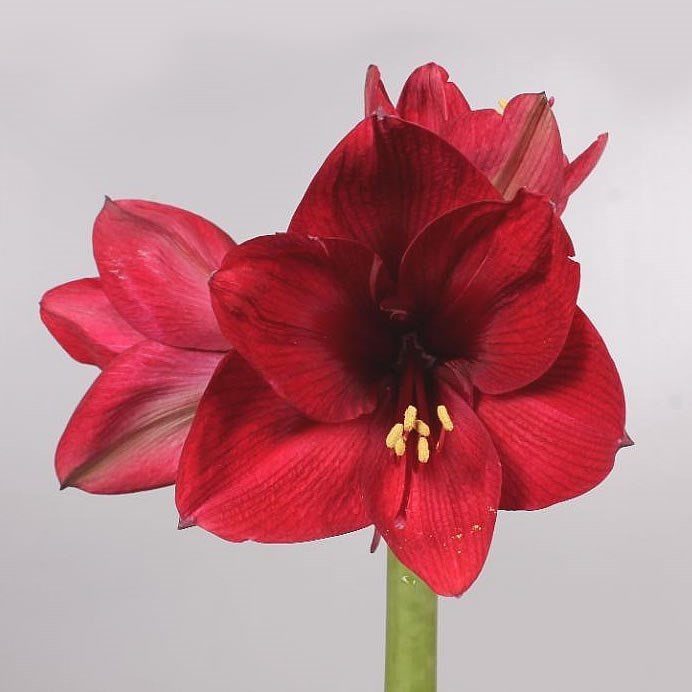 Hippeastrum Tinto Night