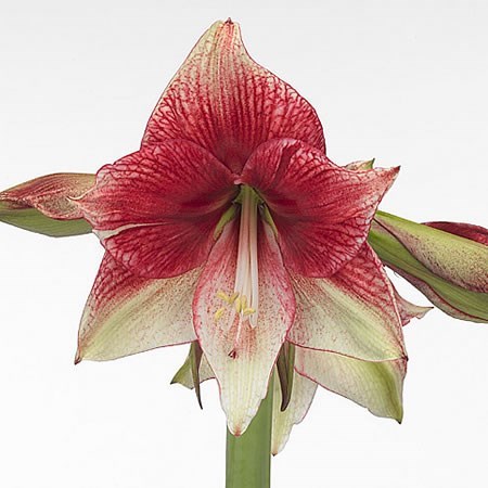 Hippeastrum Tosca