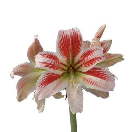 Hippeastrum Twinkle Star