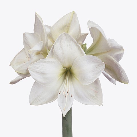 Hippeastrum Vienna White