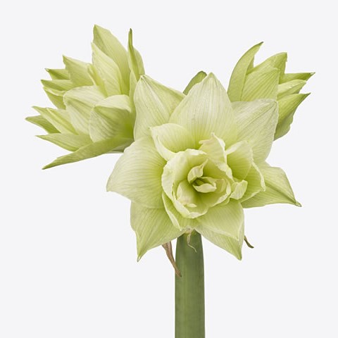 Hippeastrum White Glory