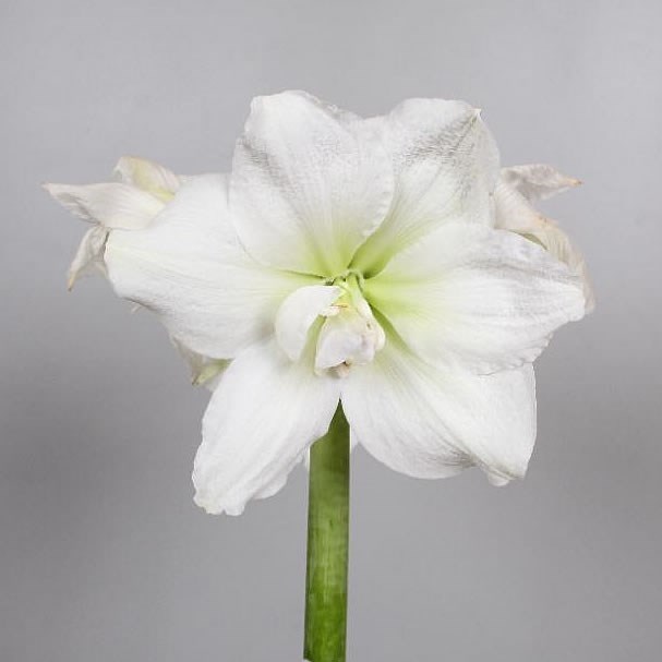 Hippeastrum White Nymph