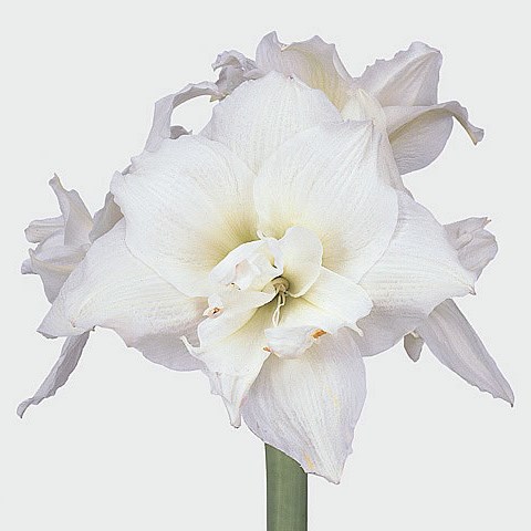 Hippeastrum White Nymph