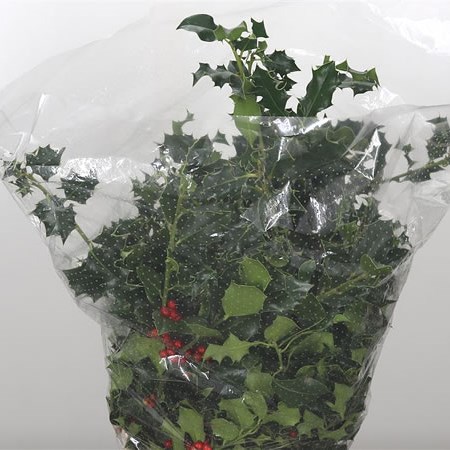 Holly Green - A Few Berries