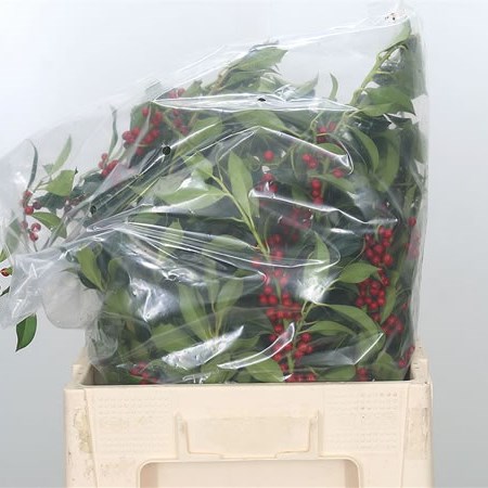Holly Green - Red Berries