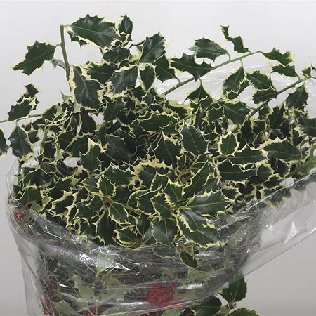 Holly Variegated (No Berries)