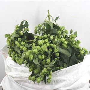 Hop Vines XL