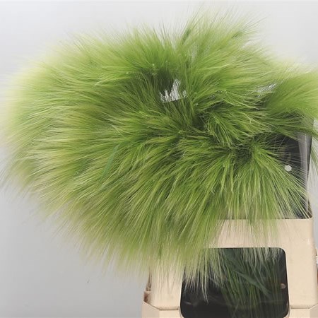 Hordeum