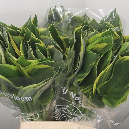 Hosta Albomarginata