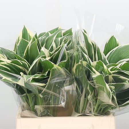 Hosta Francee