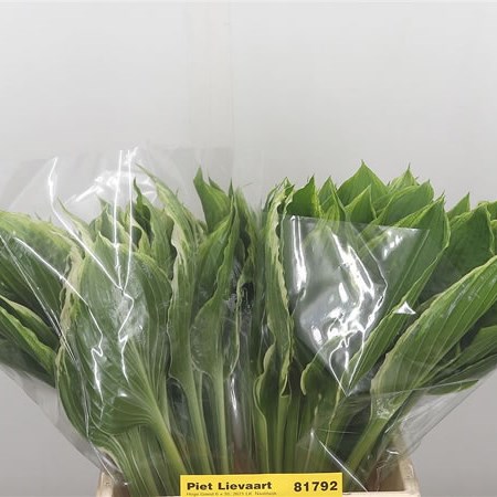 Hosta Undulata Albomanginata