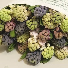 Hyacinths 5 Col Mix