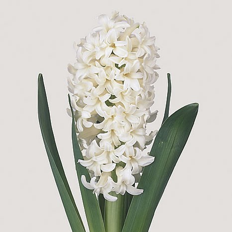 Hyacinths Antarctica