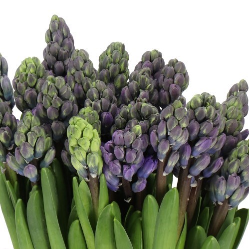 Hyacinths Blue Jeans