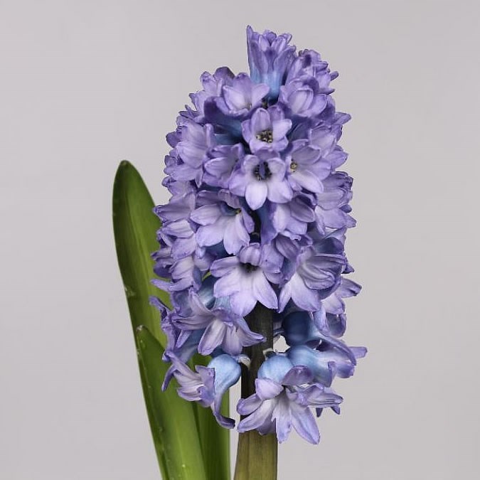 Hyacinths Delft Blue