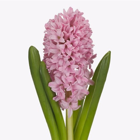 Hyacinths Pink Surprise