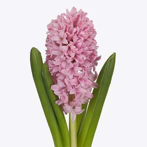 Wholesale Hyacinth Guide & Wedding Flower Guides UK | Triangle Nursery