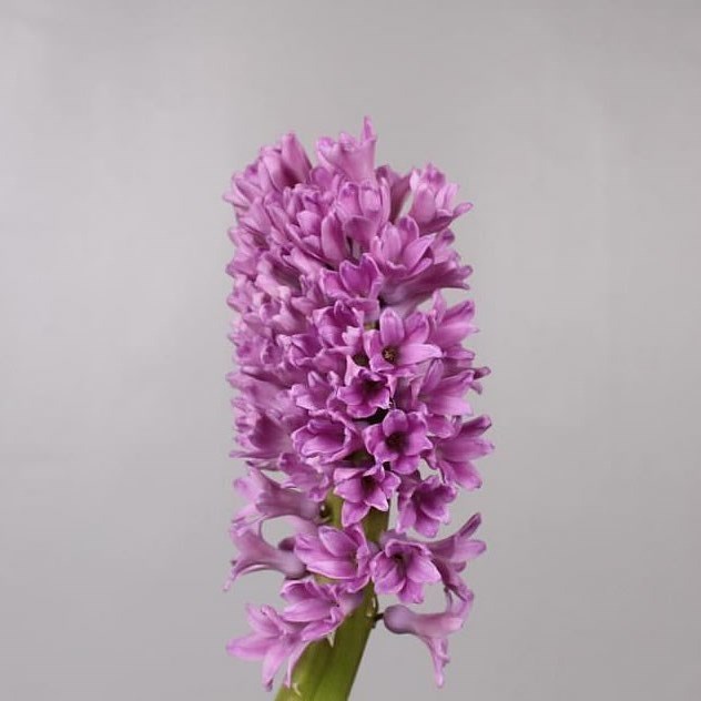 Hyacinths Purple Voice