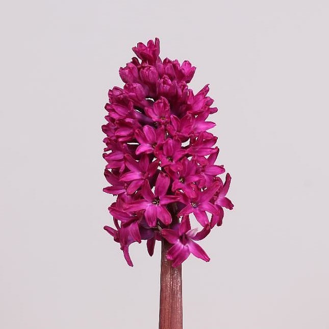 Hyacinths Woodstock