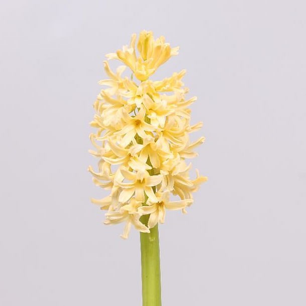 Hyacinths Yellow Queen