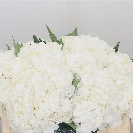 Hydangea Blizzard
