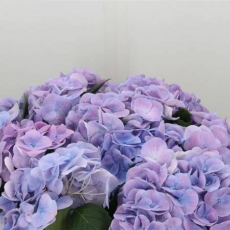 Hydranagea Marsepein Lilac