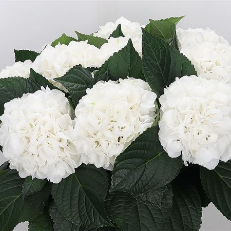 Hydrangea Albatros White