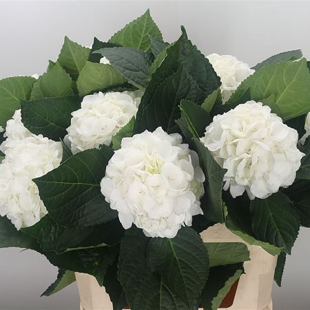 Hydrangea Albatros White