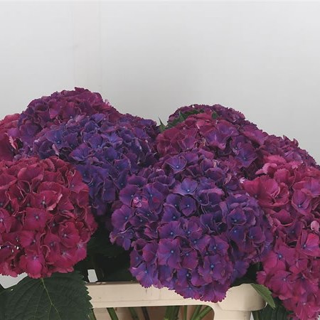 Hydrangea Allegretto Aubergine