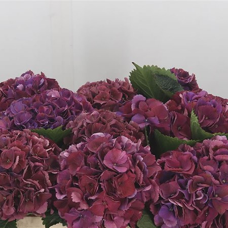 Hydrangea Allegretto Classic