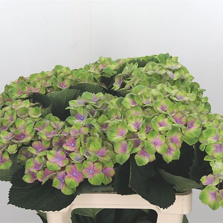 Hydrangea Amathyst Green/Purple